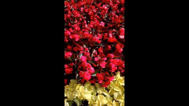 flori de vara смотреть онлайн