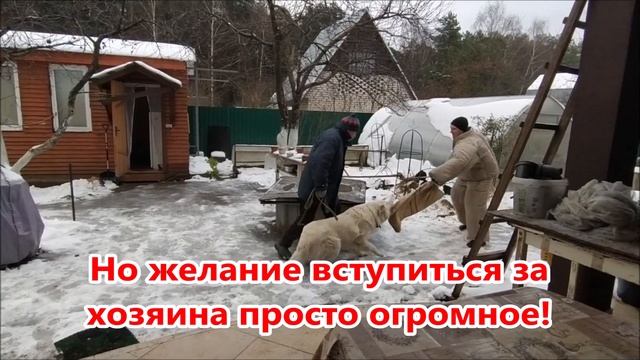 Маремма защита и охрана хозяина (Маремма-абруццкая овчарка)