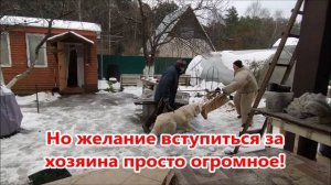 Маремма защита и охрана хозяина (Маремма-абруццкая овчарка)