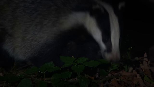 The Secret Life of Badgers | Full Wildlife Documentary смотреть онлайн