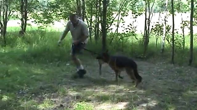 Дрессировка собак ОКД собак Базовое упражнение 9 Смена мотиваций смотреть онлайн