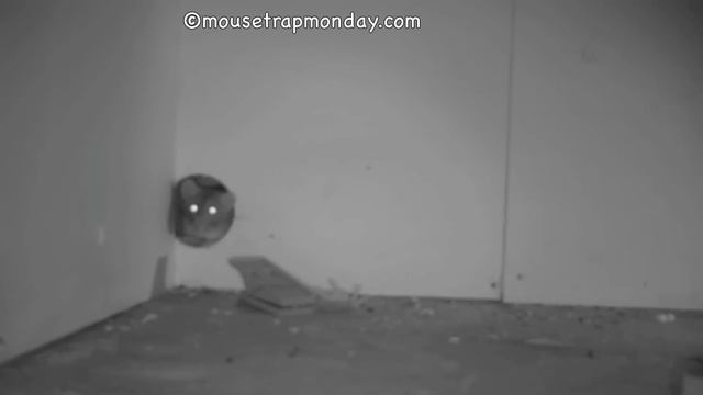 The Better Mousetrap & Rodent Trap Made By Intruder - Major Rat Fail смотреть онлайн