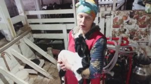 ВЫБРАКОВКА козлят