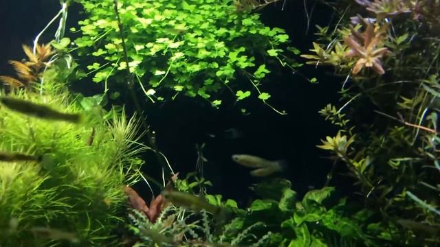 Аквариум травник. Со2. Организация течения.Тумба и обзор растений. смотреть онлайн
