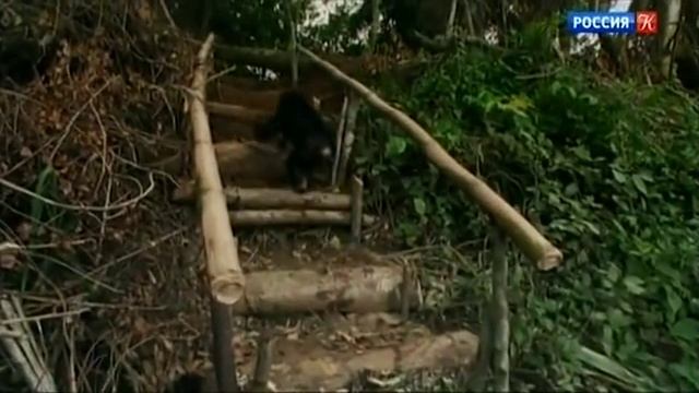 История обезьяны по имени Канель