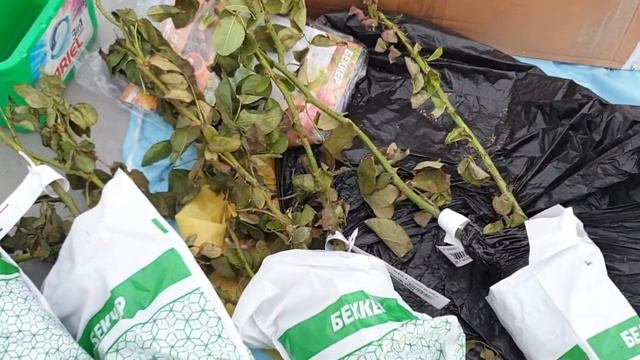 Отвратительный интернет магазин Беккер. Распаковка посылки. Розы почтой. Отзыв смотреть онлайн