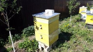 Безвзяточный период. Кормим пчёл качественными кормами.