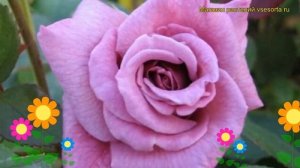 Роза плетистая Индиголетта. Краткий обзор, описание характеристик, где купить саженцы Indigoletta