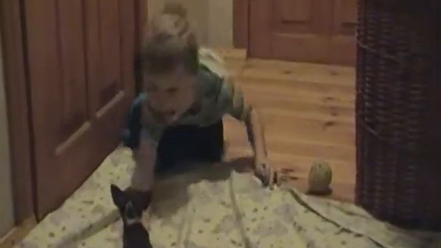 супер мини щеночки чихуахуа. продажа смотреть онлайн