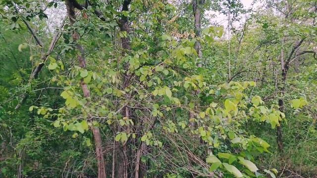 The manchineel tree Death apple смотреть онлайн