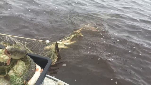 Рыбалка на Иртыше 2015 смотреть онлайн