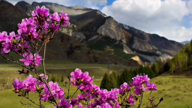 ВИА Самоцветы - Багульник смотреть онлайн