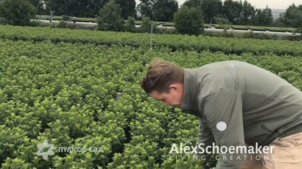 Пулков сад в гостях у Alex Schoemaker