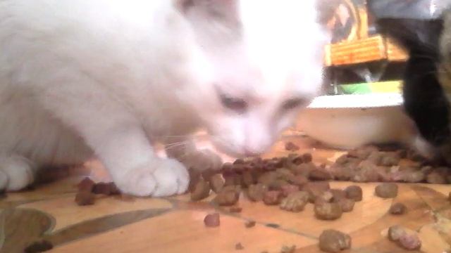 Кот экскаватор смотреть онлайн