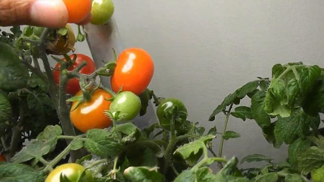 8 Months of journey with Tiny Tim tomatoes in Aerogarden Harvest смотреть онлайн
