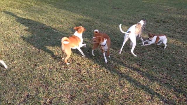 At the dog park смотреть онлайн