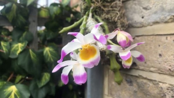 Dendrobium pendulum