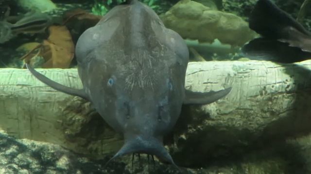 New York Aquarium - Canon G16 смотреть онлайн