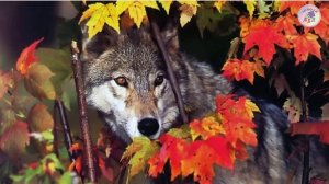 Кто как готовится к зиме звери и птицы