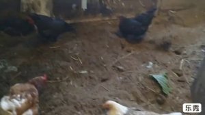 Теплая подстилка. Бактерии для компоста в несменяемую подстилку в курятнике!