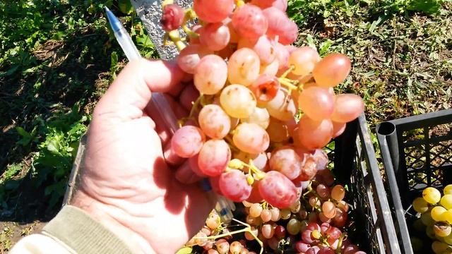 Виноград Тайфи Розовый ? 20161002 смотреть онлайн