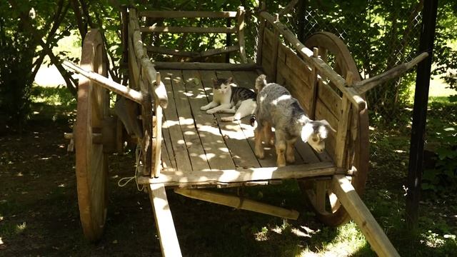Picking Fresh Blackberry and Making Drink and Cake in the Village смотреть онлайн