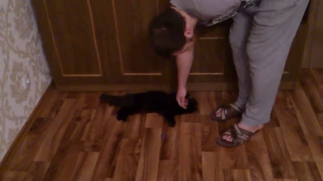 Дрессированная кошка!!..Прикол)) смотреть онлайн