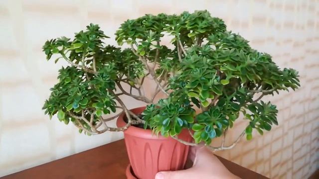 Аихризон в форме кустика смотреть онлайн