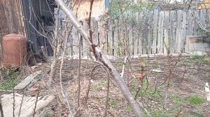 Супер ранние и ранние сорта абрикосов в этом году не радуют...