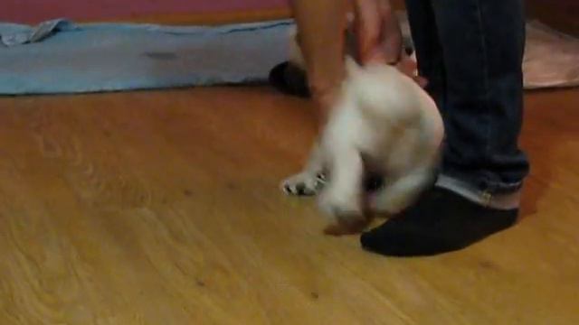 CHRISTOPHER LITTLE SOULMATE west highland white terrier смотреть онлайн