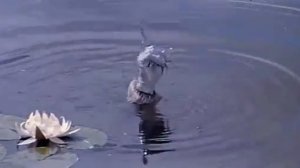 Должок! Варвара краса длинная коса