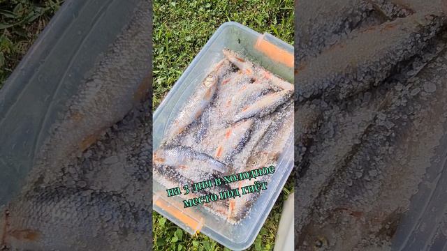 СОЛИМ ЧЕБАКА / МОХТИКА #рыбалка #fishing #чебак #мохтик смотреть онлайн