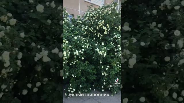 Белый шиповник,заросли смотреть онлайн