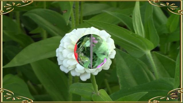 Цинния изящная красавица Красота Музыка Релакс Zinnia graceful beauty Beauty Music Relax смотреть онлайн