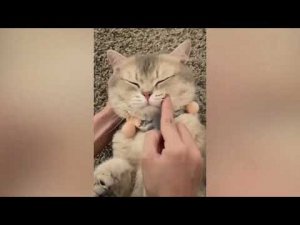 Забавные кошки и собаки