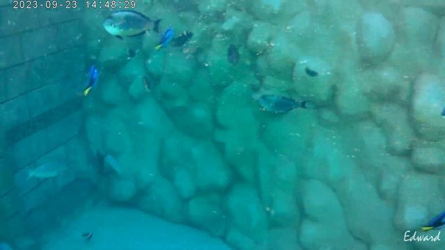 SEALANYA Морской парк смотреть онлайн