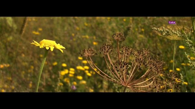 JVC GZ HD 30 TEST KAMERA: TARA-FILM смотреть онлайн