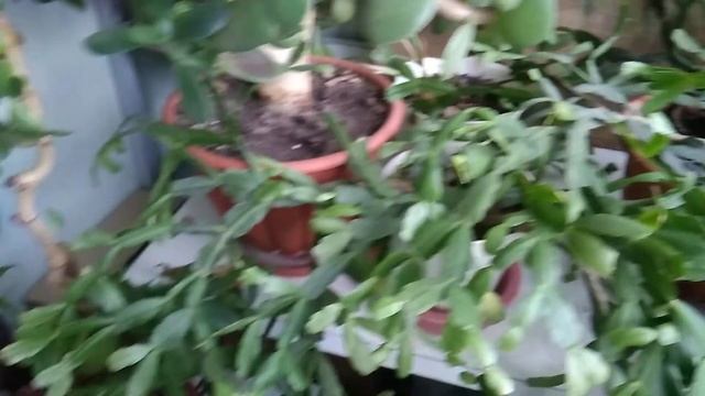 Декабрист или зигокактус Шлюбмергера - секреты цветения Decembrist or zygocactus Schlumbmergera смотреть онлайн