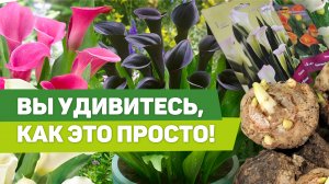 Посадка каллы в горшок. Подготовка клубней, выбор грунта, горшка, пересадка.