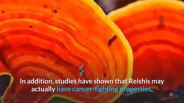 The Four Top Health Benefits of Reishi Mushrooms смотреть онлайн