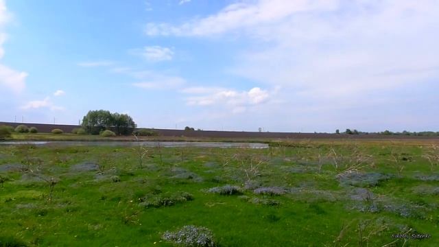 Летом на пруду . смотреть онлайн