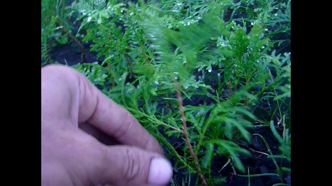 Туя колоновидная Колумна -2-х летка (осень 2017). Туя западная колумна для дачи смотреть онлайн