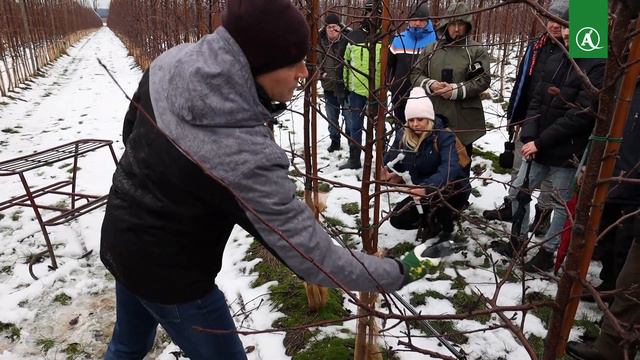 Relacja z pokazu cięcia jabłoni 24.01.2024 | Agrosimex смотреть онлайн