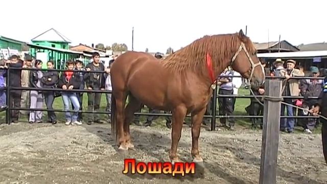 Выставка племенных животных Горного Алтая 2011.mpg смотреть онлайн