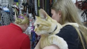 Как выбрать шлейку для кота // Поездка в зоомагазин