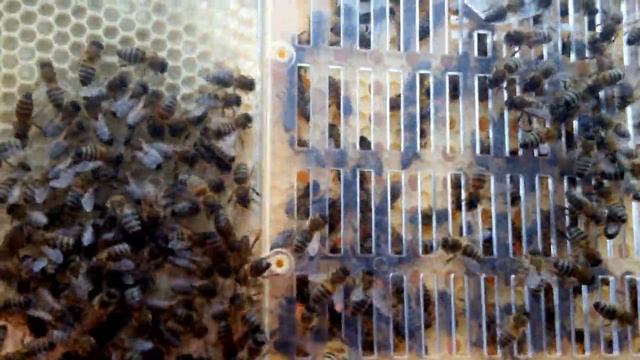 Китайская копия "Nikot", стоит ли покупать? смотреть онлайн