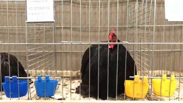 Карликовый кохинхин смотреть онлайн