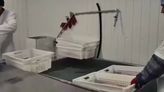 Алаколь Ушарал рыб завод смотреть онлайн