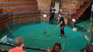 Змеиная ферма в Паттайе.