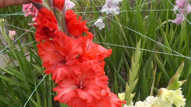 Гладиолусы - сорта, советы по сохранению, цветение гладиолусов на грядке, компоновка! смотреть онлайн